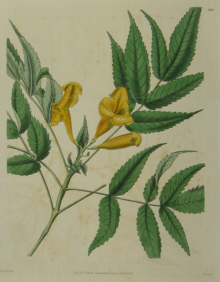 Botanicals, Curtis